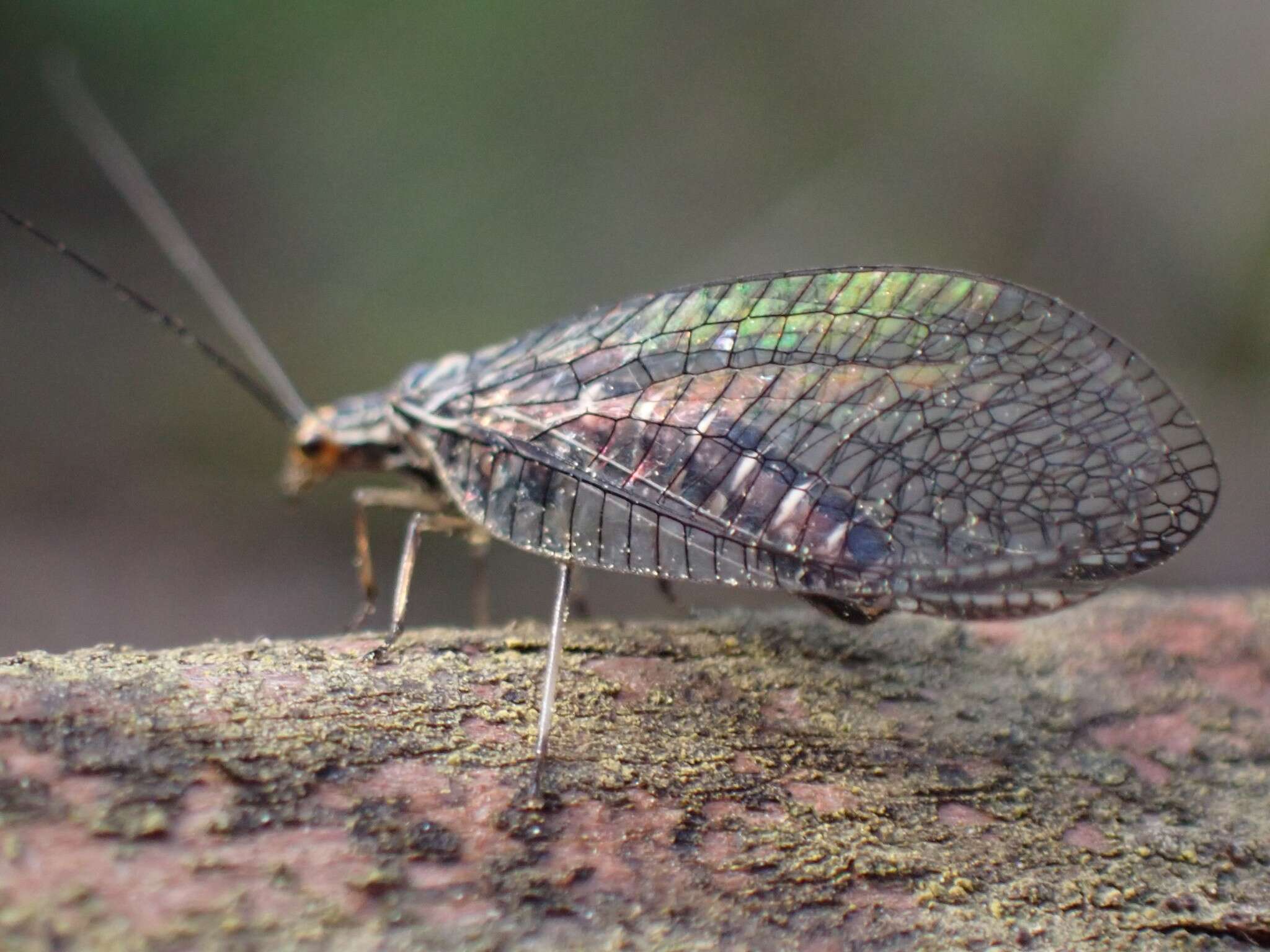 Image of Nothochrysa