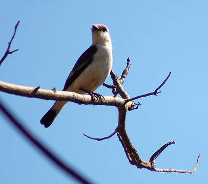 Image of Fluvicola Swainson 1827