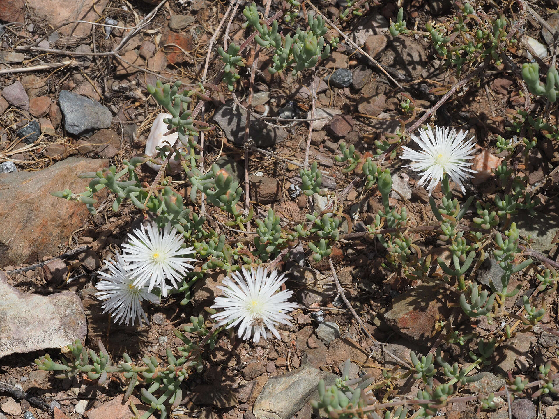 Image of Mesembryanthemum parviflorum Jacq.