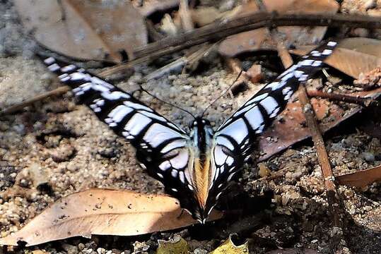 Image of Great Zebra Butterfly