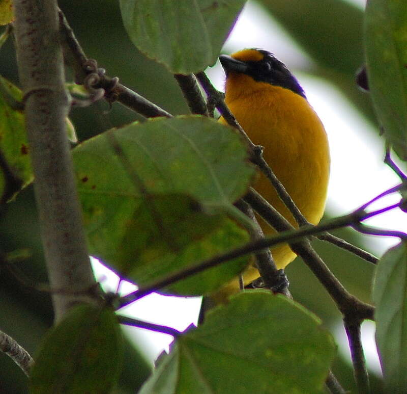 Euphonia violacea (Linnaeus 1758)的圖片