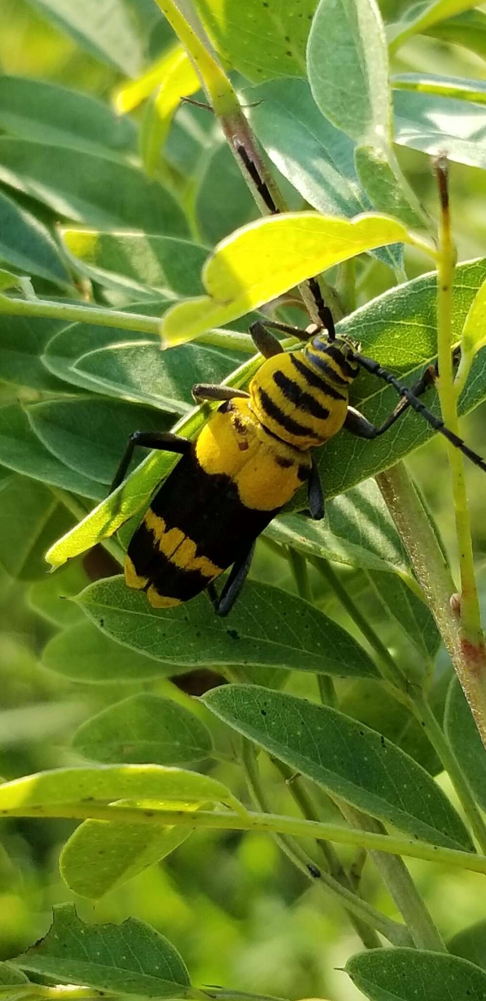 Image of Amorpha Borer