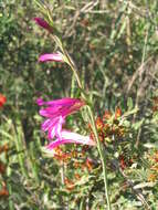 Image of Common Sword Lily