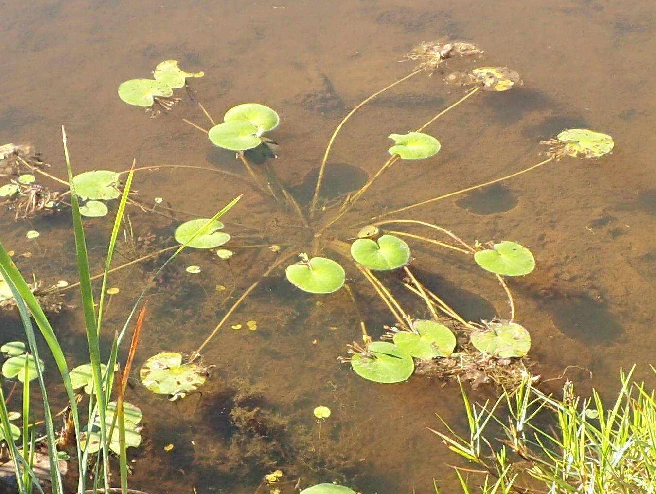 Image of Nymphoides thunbergiana (Griseb.) Kuntze