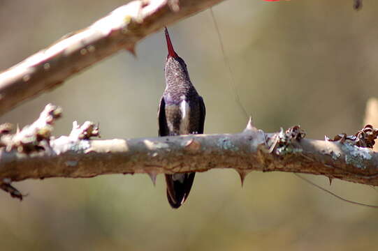 Image of Amazilia lactea