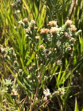 Image of white prairie aster