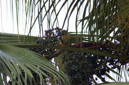 Image of Maroon-bellied Parakeet