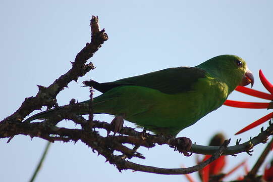 Image of Yellow-chevroned Parakeet