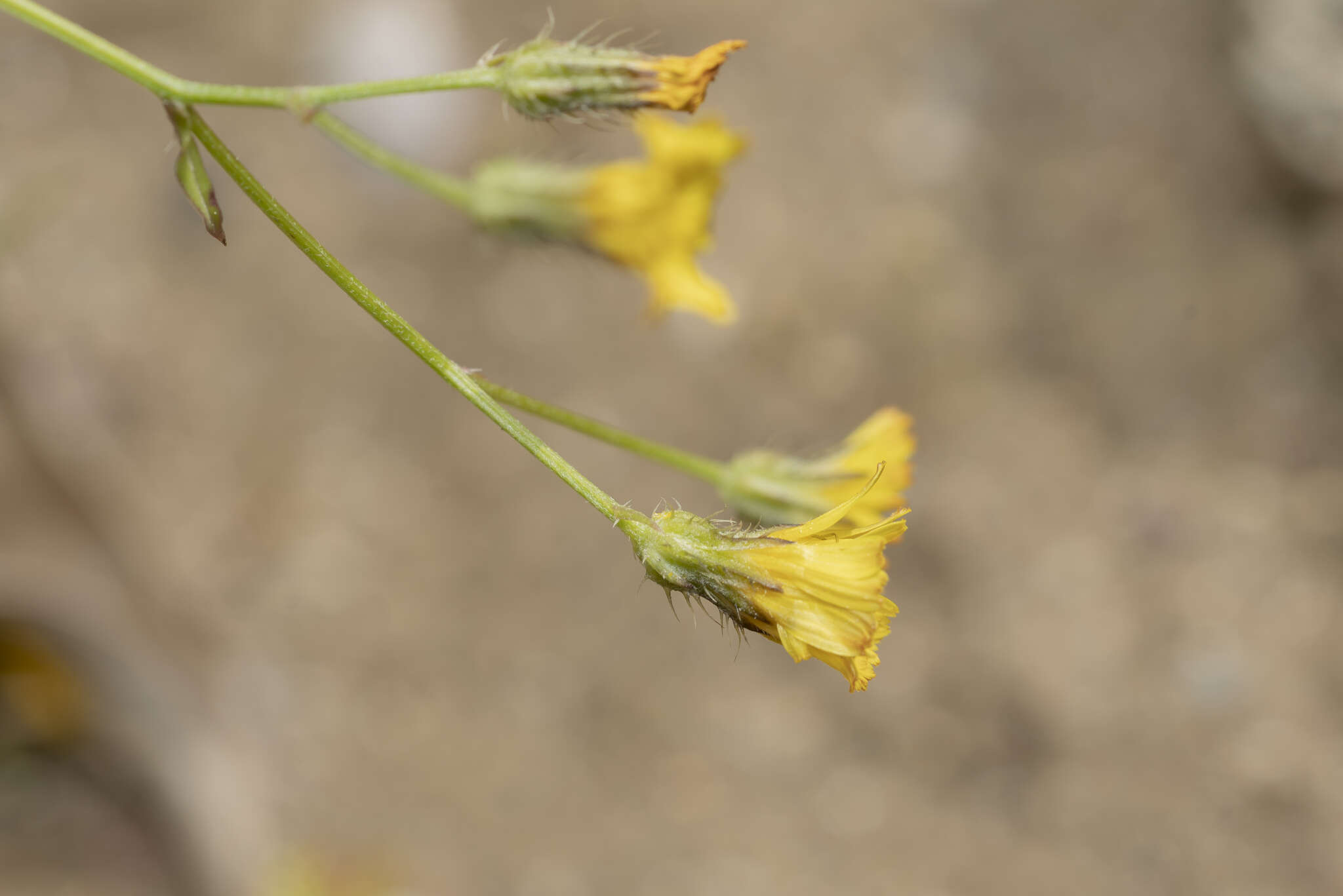 Image of Crepis micrantha Czer.