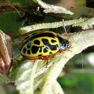 Image of <i>Calligrapha matronalis</i>