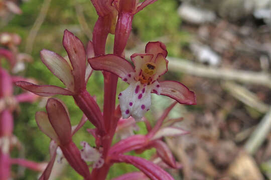 Image of summer coralroot