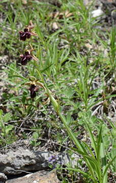 Image of <i>Ophrys aghemanii</i>