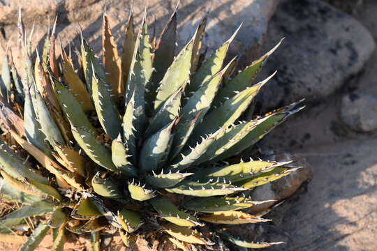 Слика од Agave utahensis subsp. utahensis