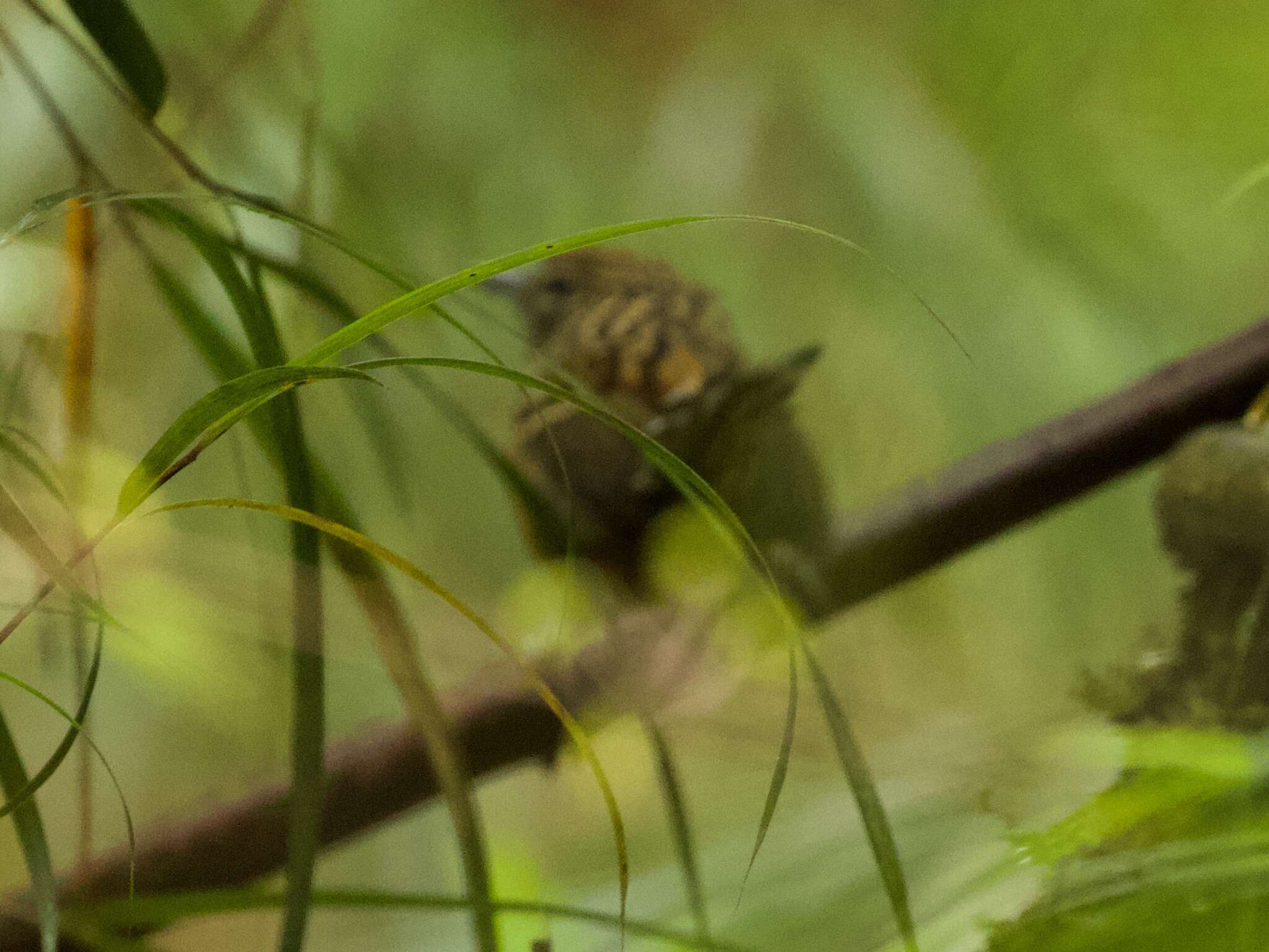 Image of Streak-headed Antbird