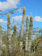 Plancia ëd Pilosocereus polygonus (Lam.) Byles & G. D. Rowley