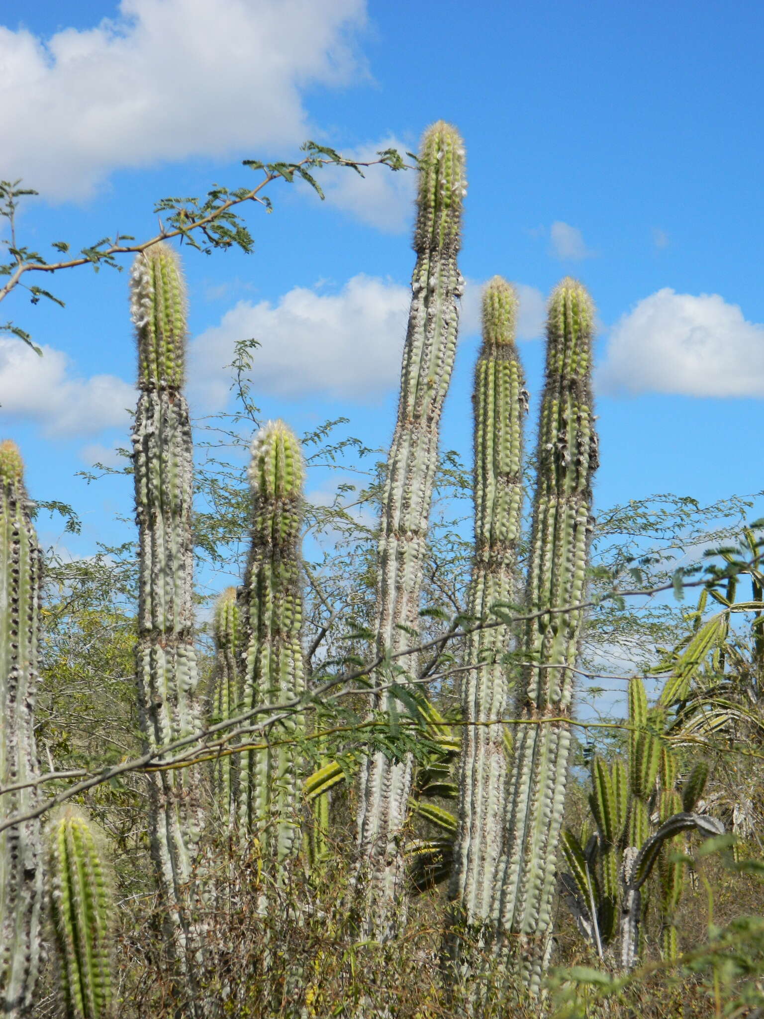 Plancia ëd Pilosocereus polygonus (Lam.) Byles & G. D. Rowley