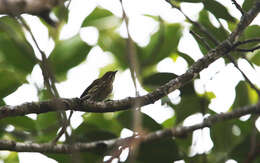 Image of Yellow-vented Flowerpecker