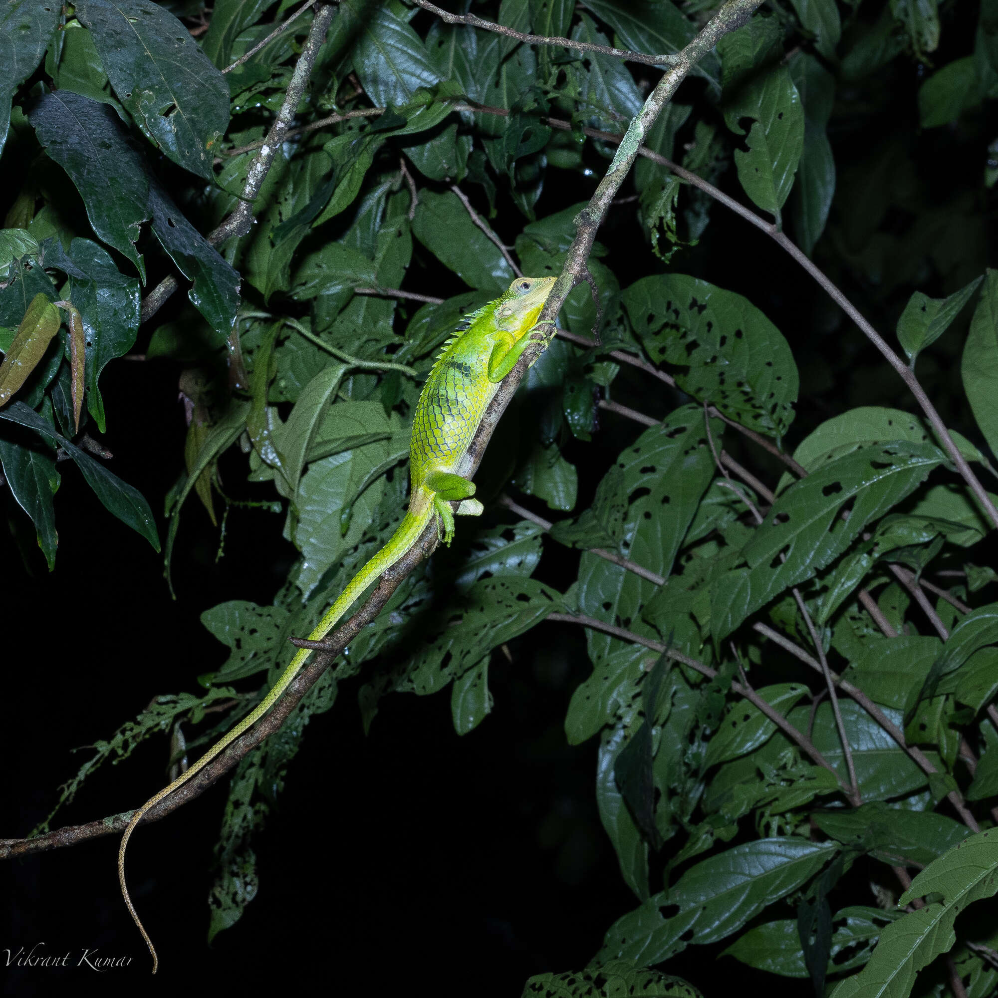 Image of Big Scaled Variable Lizard