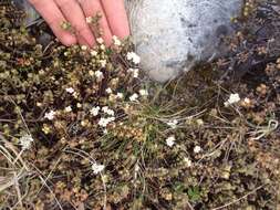 Image of Pimelea prostrata (J. R. & G. Forst.) Willd.