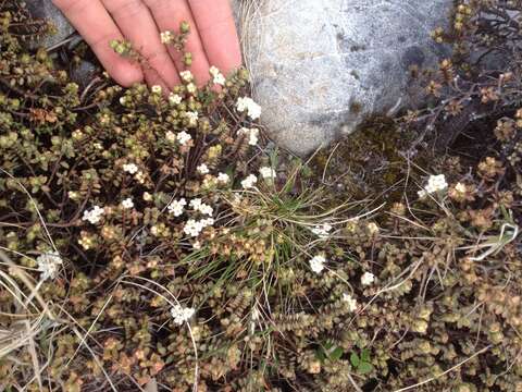 Image of Pimelea prostrata (J. R. & G. Forst.) Willd.