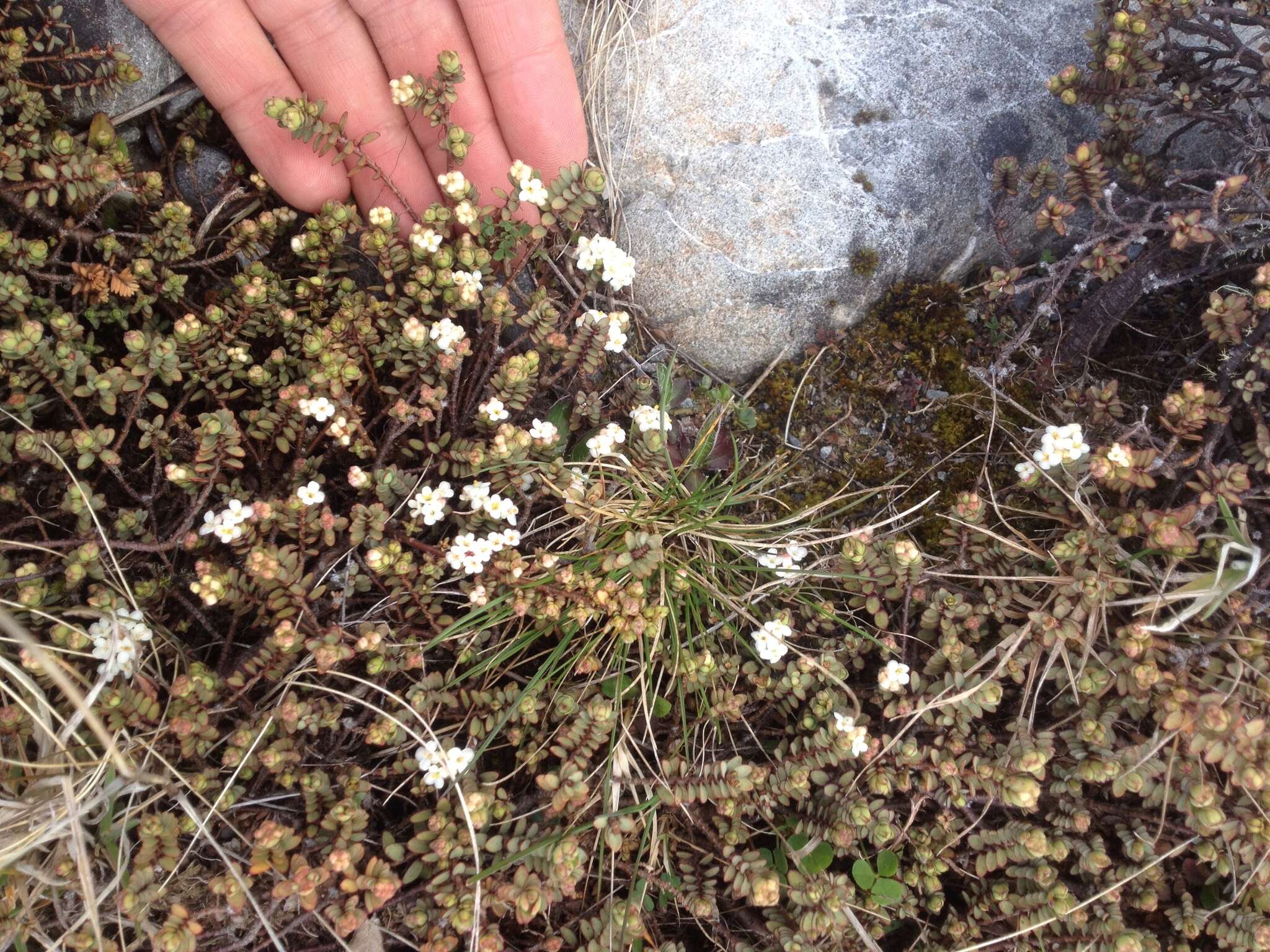 Image of Pimelea prostrata (J. R. & G. Forst.) Willd.