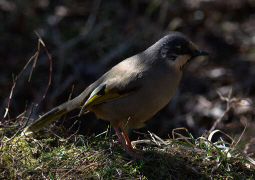 Image of Variegated Laughingthrush