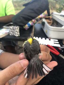 Image of Adelaide's Warbler