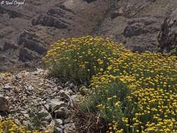 Image of Achillea falcata L.