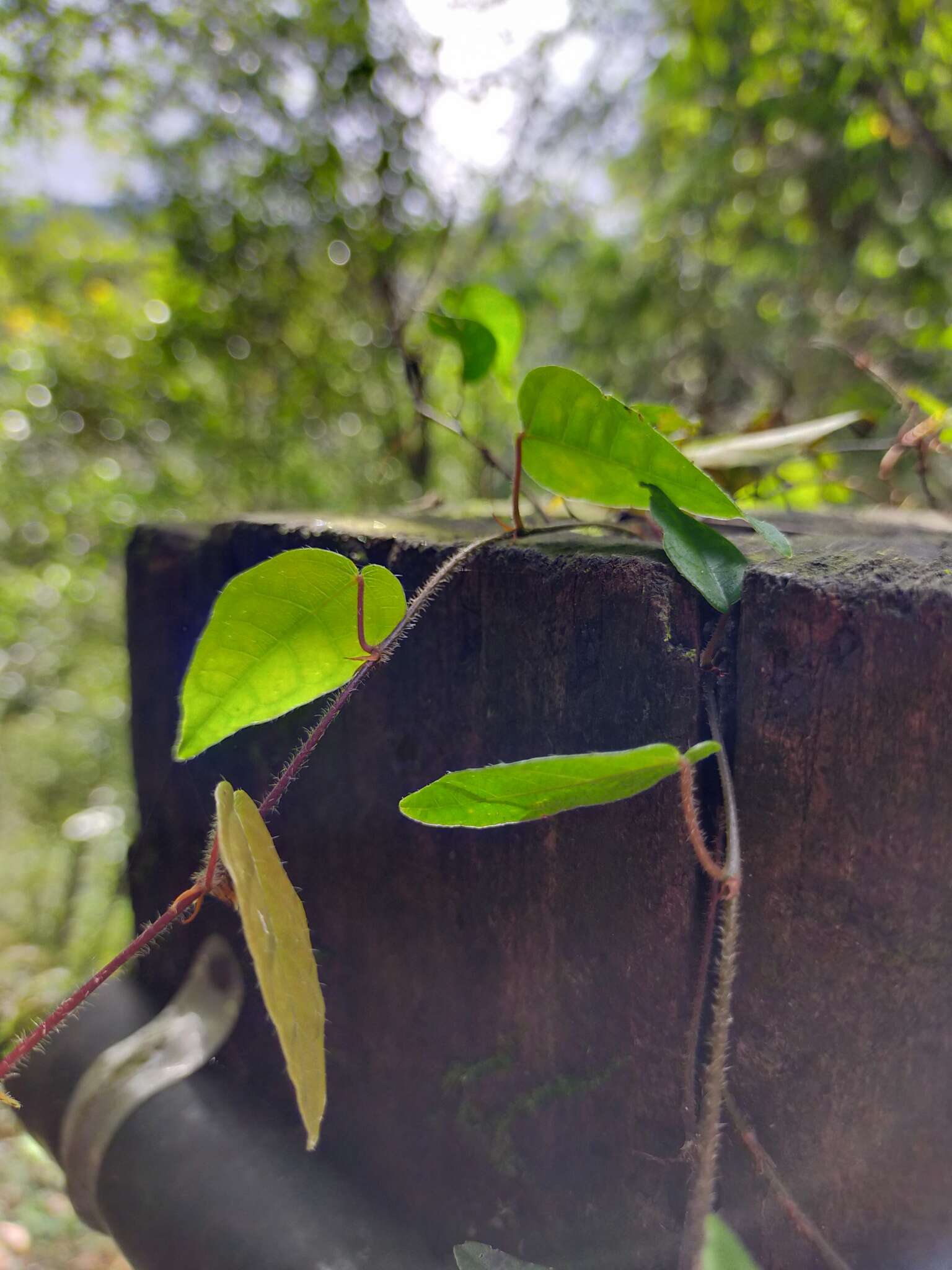 Image of Ficus sarmentosa Buch. ex J. E. Smith