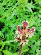 Imagem de Orobanche reticulata Wallr.