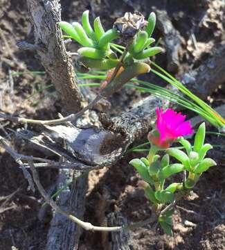 Image of Delosperma neethlingiae (L. Bol.) Schwant.