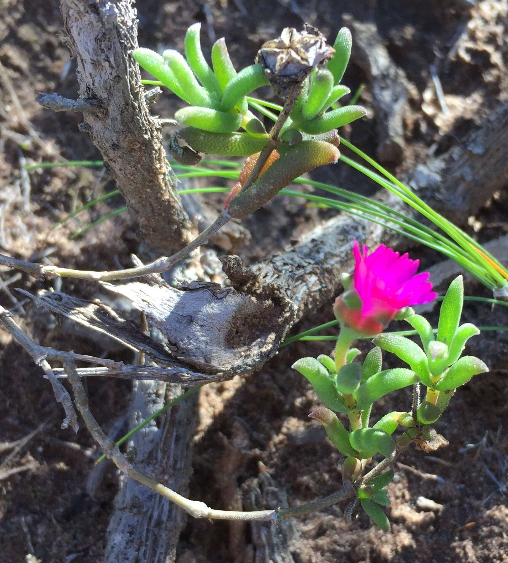 Image of Delosperma neethlingiae (L. Bol.) Schwant.