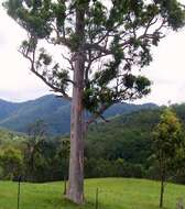 Image of gray gum