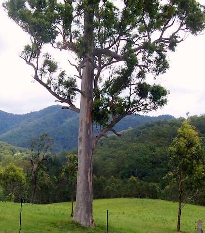 Image of gray gum