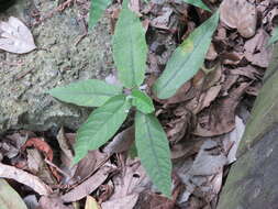 Ficus erecta var. beecheyana (Hook. & Arn.) King的圖片