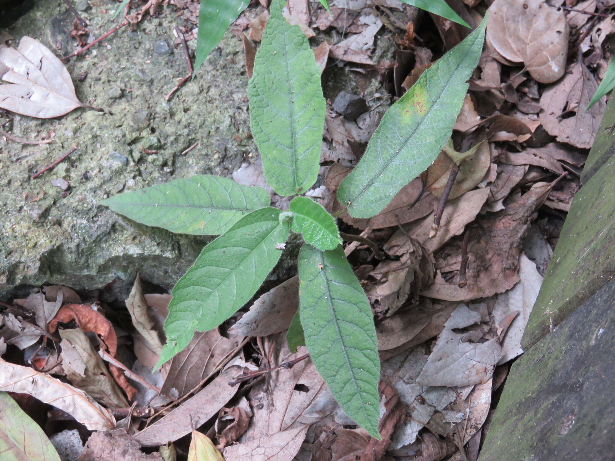 Ficus erecta var. beecheyana (Hook. & Arn.) King的圖片