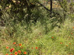 Image of threeflower melicgrass