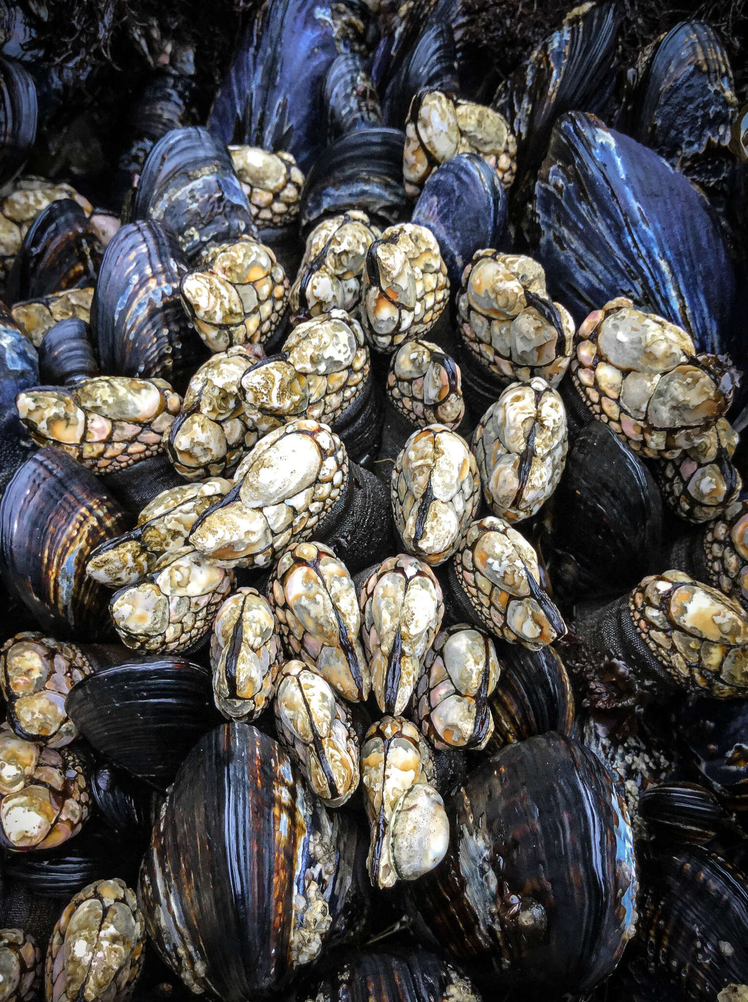 Image of goose-necked barnacle