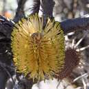 Imagem de Banksia candolleana Meissn.