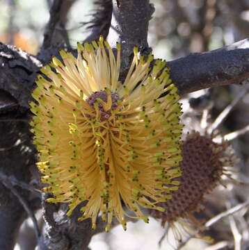 Imagem de Banksia candolleana Meissn.