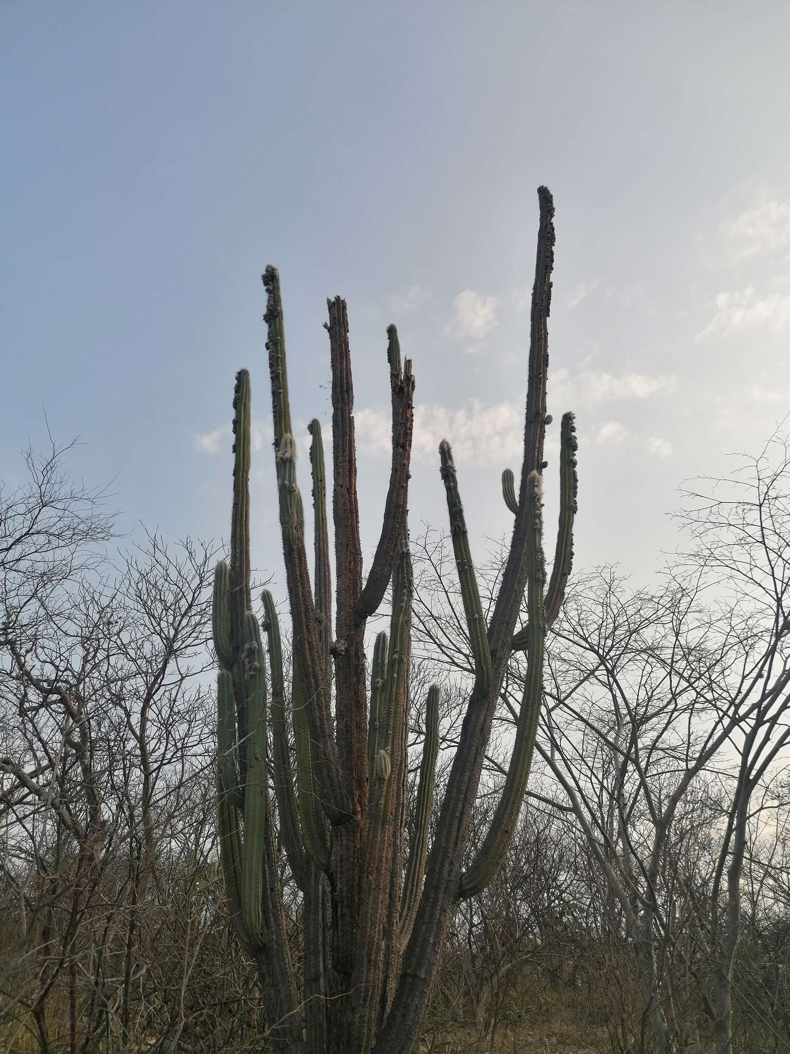 Imagem de Pilosocereus chrysacanthus (F. A. C. Weber) Byles & G. D. Rowley