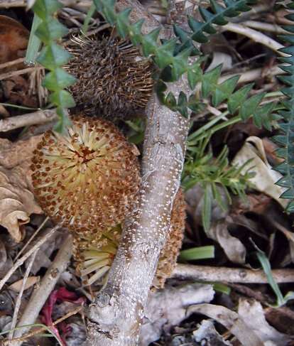 Imagem de Banksia dryandroides Baxter