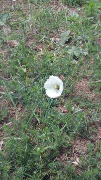 Image of Papaver albiflorum (Elkan) Pacz.