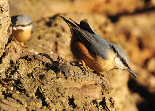 Image of Eurasian Nuthatch