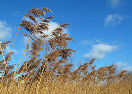 Image of common reed