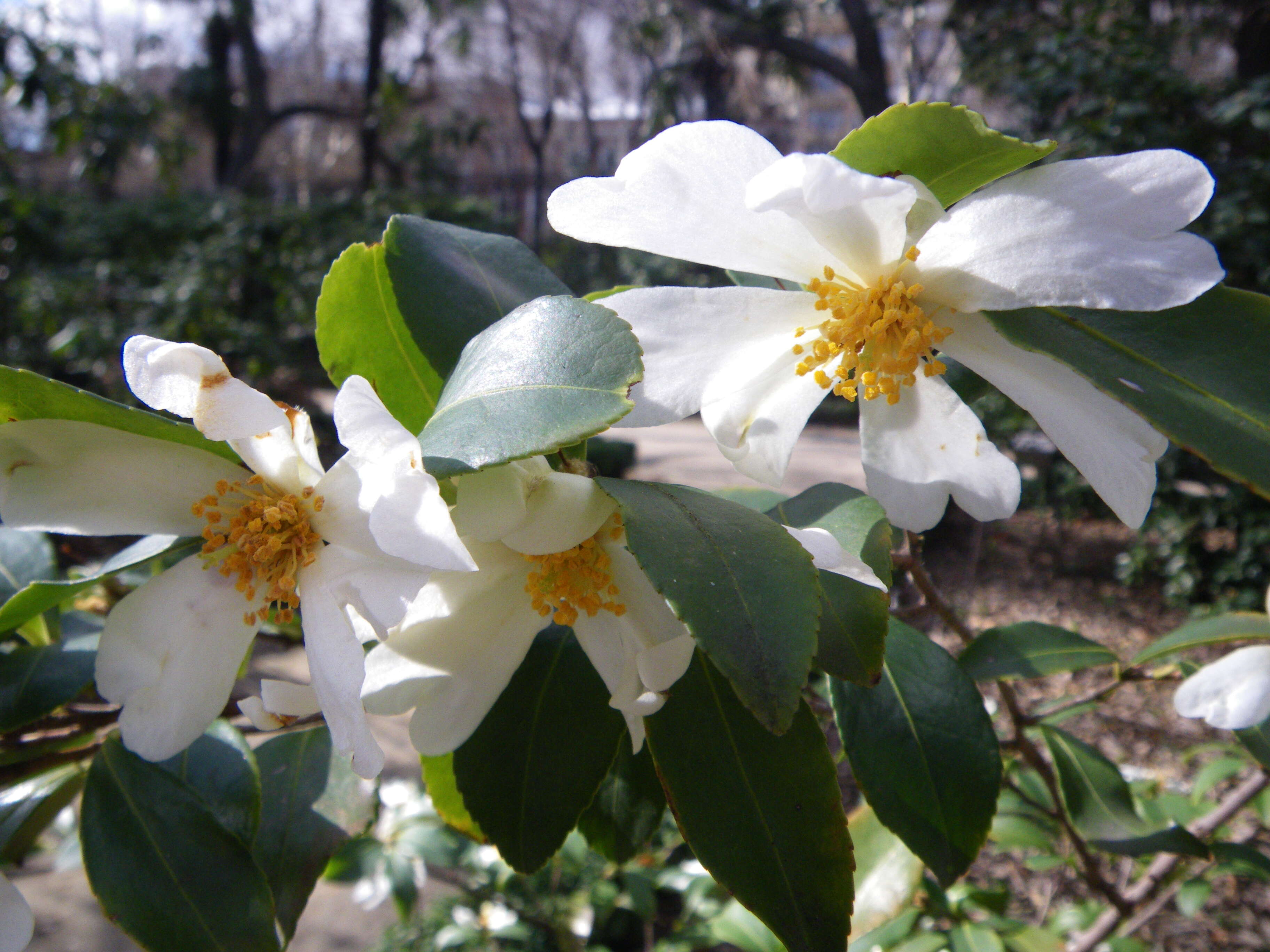 Imagem de Pyrenaria microcarpa (Dunn) H. Keng