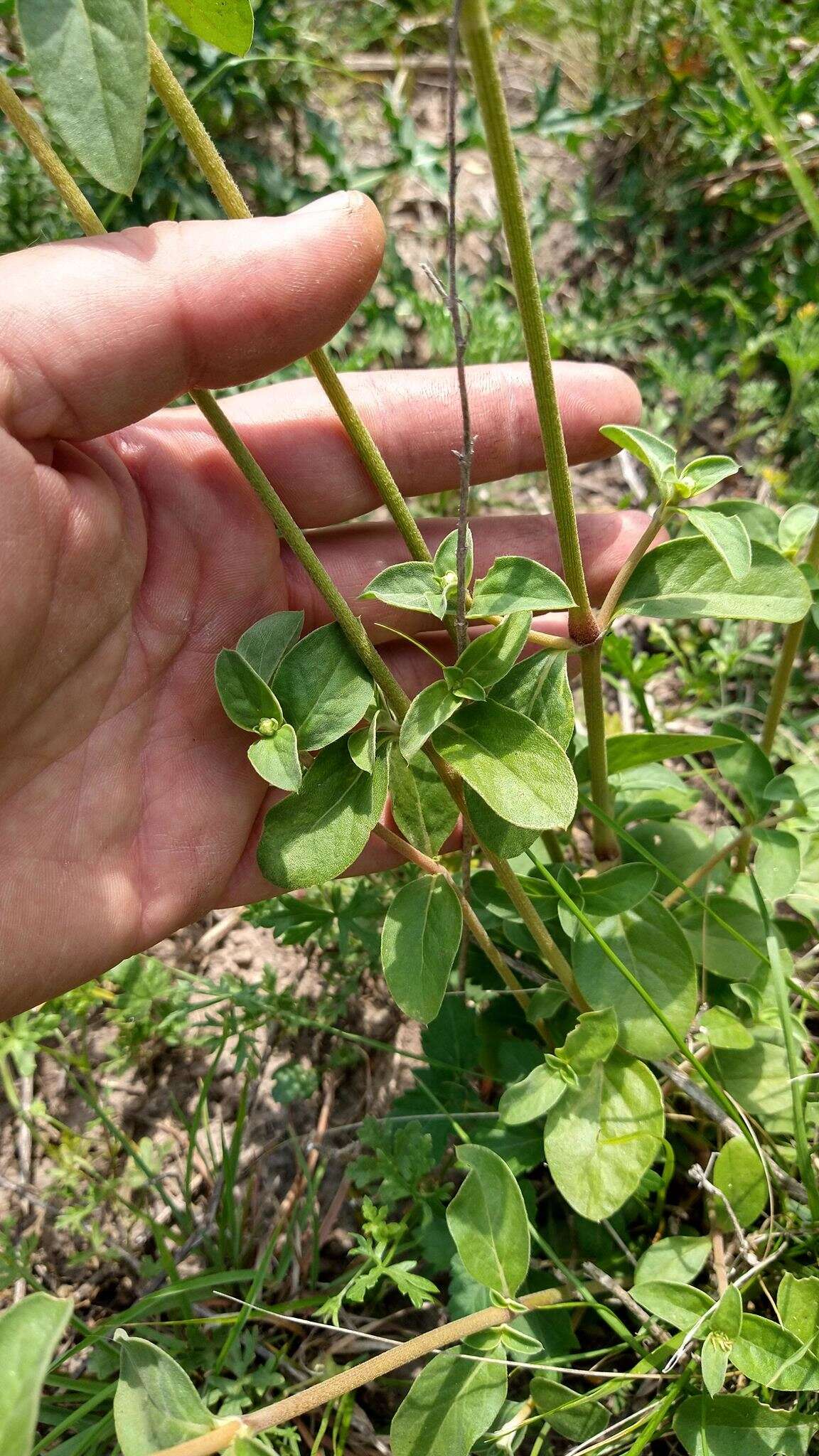 Image of Gomphrena perennis L.