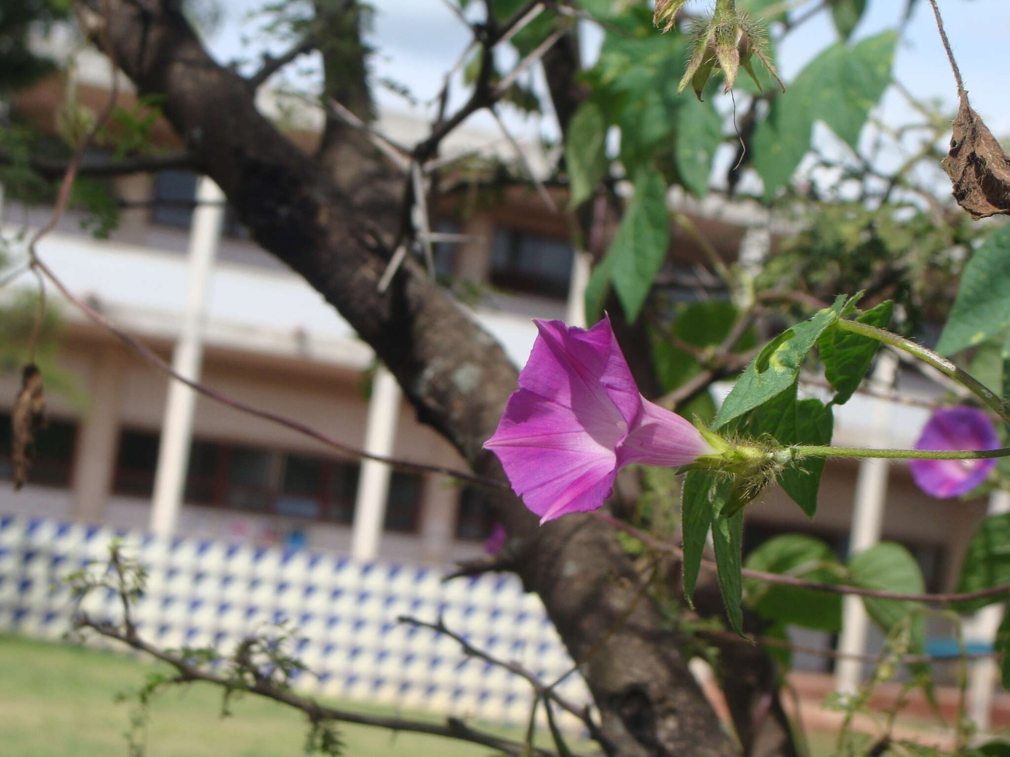 Image of tall morning-glory