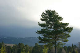 Image of Scotch Pine