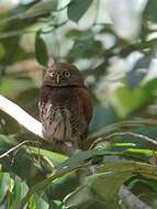 Image of Chestnut-backed Owlet